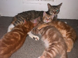 3 ginger males