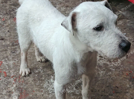 working terrier parson jack russell male