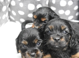 Health Tested Cavapoo Puppies