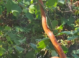 2 year old corn snake