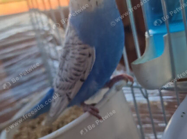 Budgies