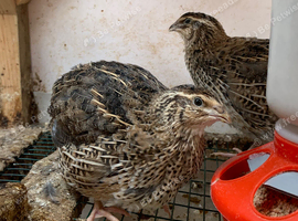 5 week old female jumbo Coturnix quails for sale