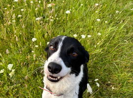 4 year old border collie