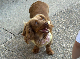 Longhaired miniature dachshund