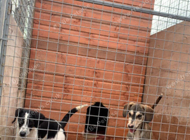 Sprocker dog for sale