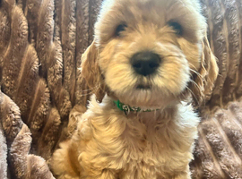 Standard Goldendoodle / Australian Double Doodle