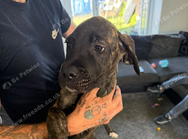 14 weeks old male cane corso