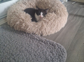 5 kittens for sale