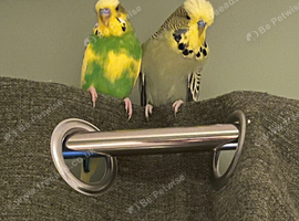 2 budgies