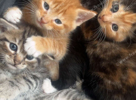 Beautiful kittens