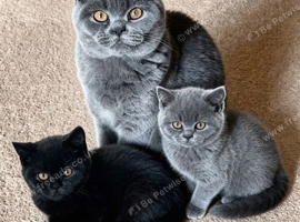 BSH Kittens