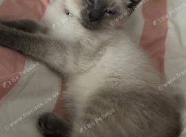 Ragdoll x Siamese female