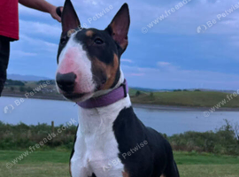 Sweet Female English Bull Terrier
