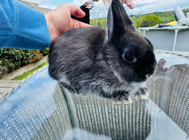Netherland dwarf stock , looking for loving homes