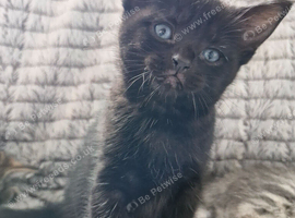 Black kitten