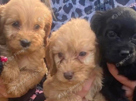 3 Boy Cockapoos Puppies
