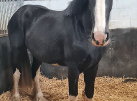 Huge black full shire 2year filly