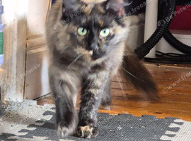 Female 2 year old main coon