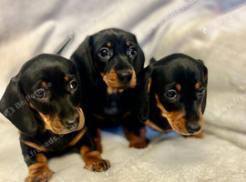 Miniature dachshund
