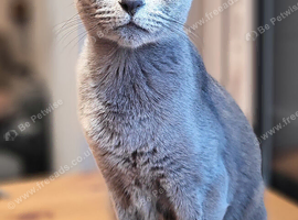 Pure Russian Blue kittens for sale