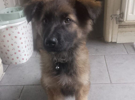 Long haired and short haired German shepard Puppies