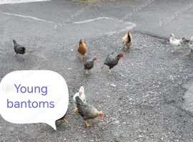 Bantoms young
