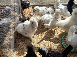 Polish and silkie bantam females