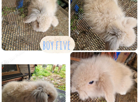 Beautiful litter of mini lion lop ready reverse
