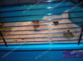 Button quails