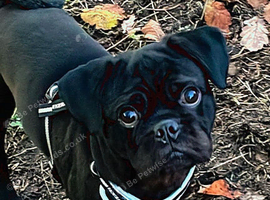 Selling my two year old pug