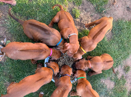 Beautiful Rhodesian Ridgeback puppies, family pet