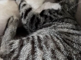 Female bengal ragdoll mix