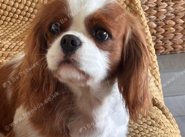 KC reg health tested Cavalier