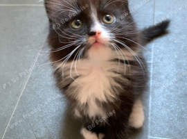 4 mixed breed kittens