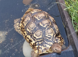 leopard tortoise