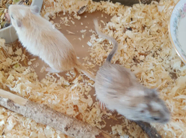 Male and female gerbil