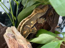 Crested gecko