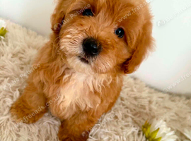 Beautiful Puppies Looking for Loving Homes