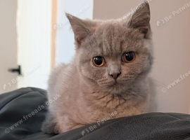 Beautiful BSH female