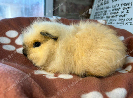 Swiss cali boy guinea pig