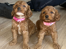 Cockapoo puppies