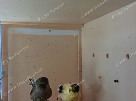 Border canaries