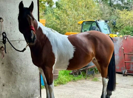 5-Year-Old Irish Draught Mare