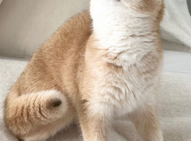 NY12 Golden British Shorthair Imported Parents