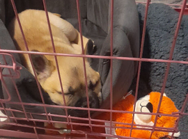 Puppy eve needs a lively home