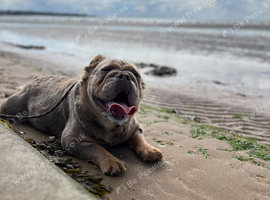 old tyme bulldog full fluffy