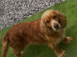 Cocker spaniel girl