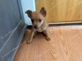Boy puppy ready for sale