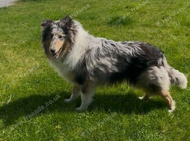 Blue Merle female