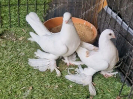 Fantails for sale